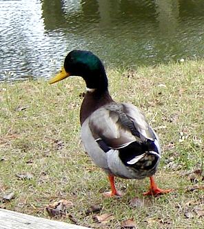 duck