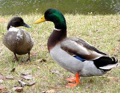 ducks