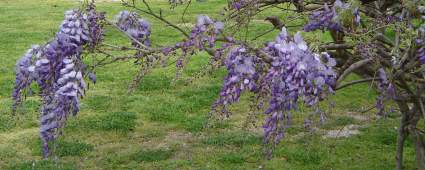 file purpleFlowers1.jpg