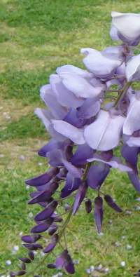 file purpleFlowers2.jpg