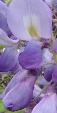 file purpleFlowers3.jpg