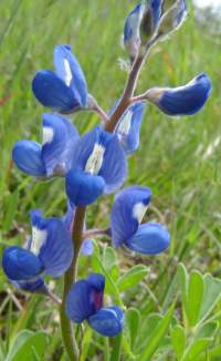file wild05.jpg