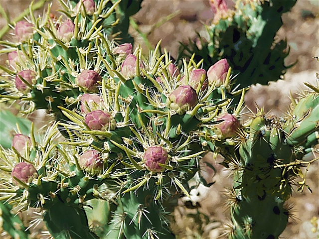 Blooming Cactus