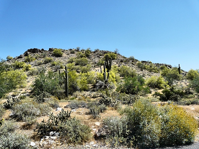 Arizona in the Springtime