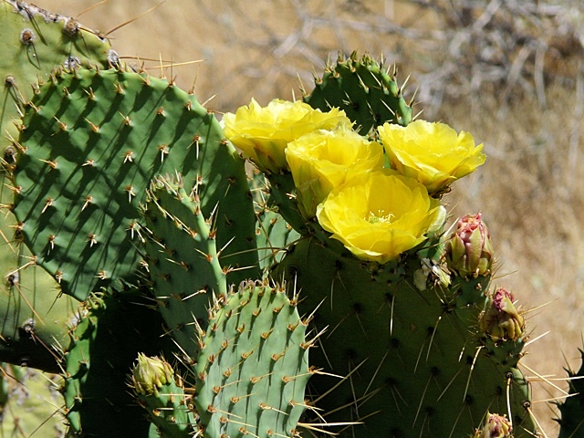 Blooming Cactus