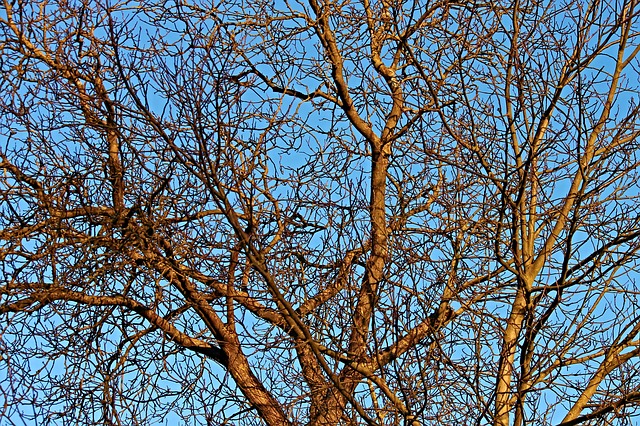 Trees without leaves