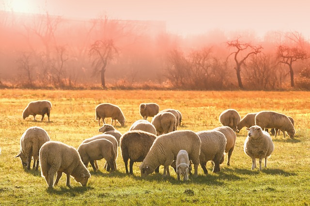 Flock of Sheep
