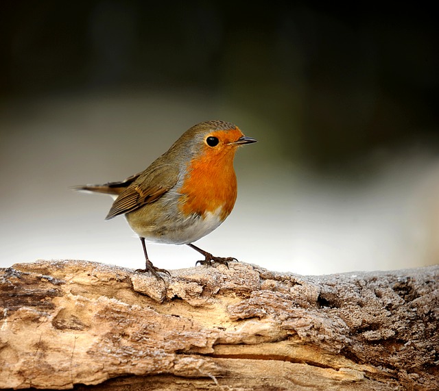 Robin