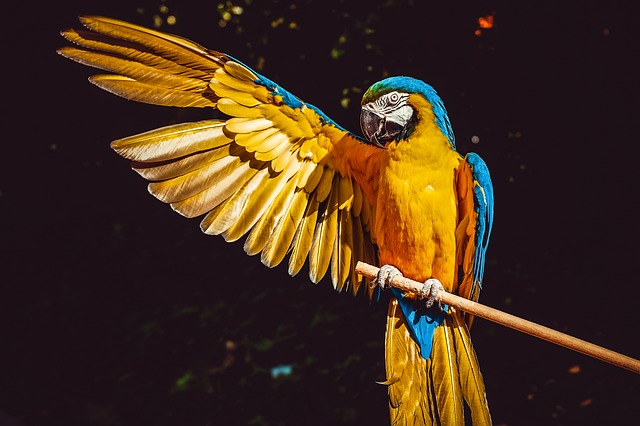 Yellow Macaw
