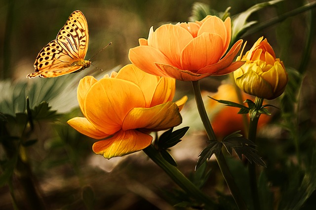 Butterflies and flowers