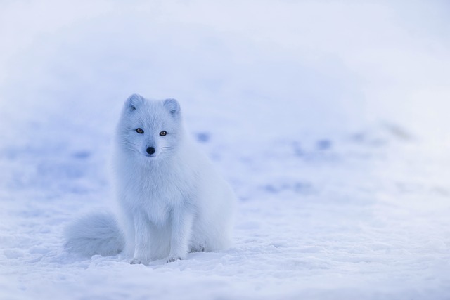 Arctic Fox in Iceland