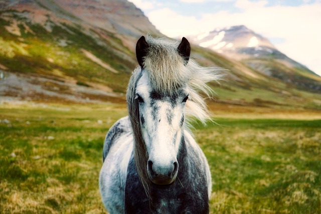 Icelandic horse