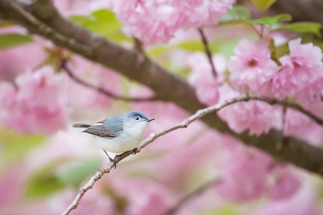 Bird in the flowers