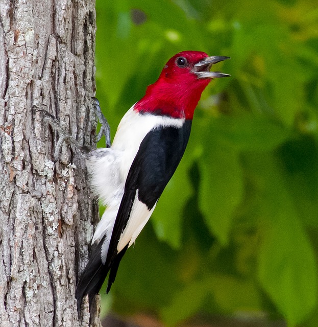 Woodpecker