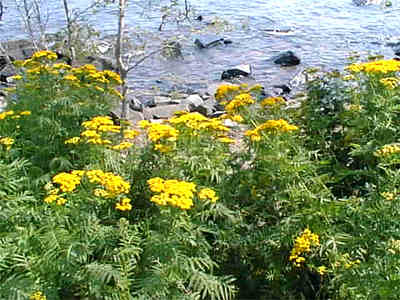 Flowers on the shore